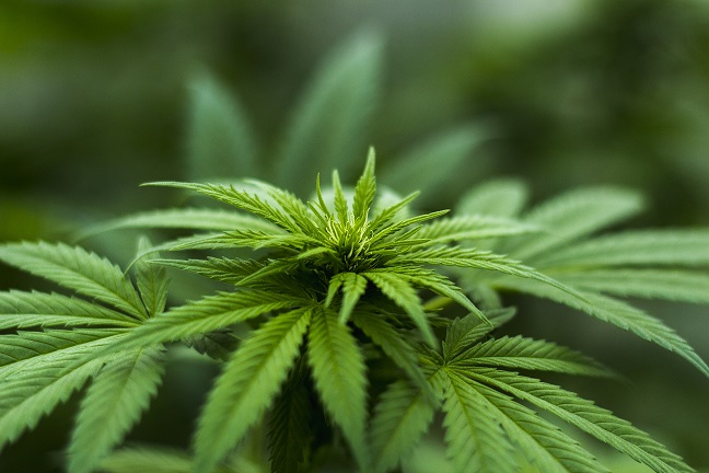 Legal cannabis distribution